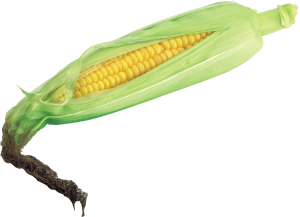 Corn PNG image-5263